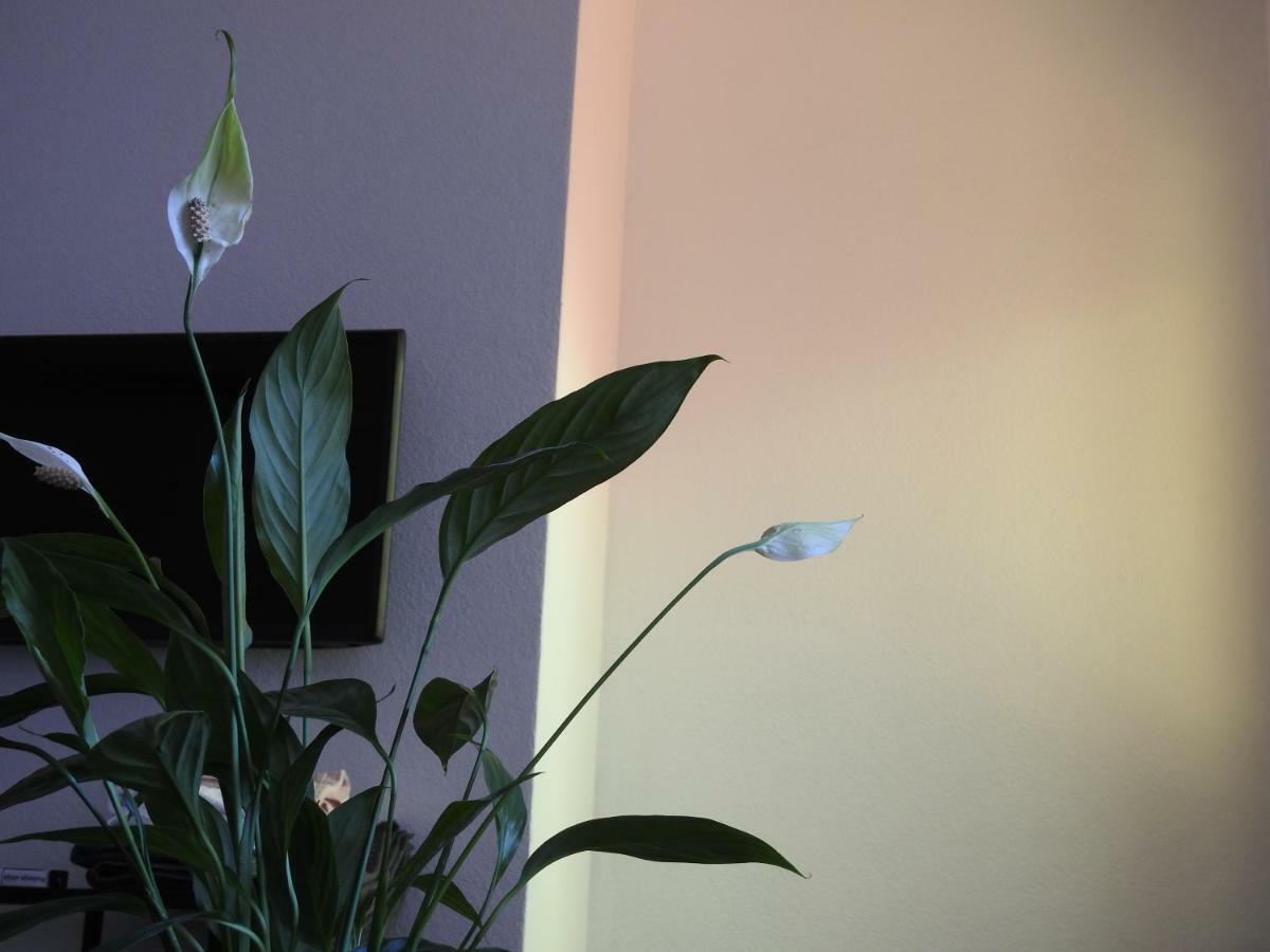 Apartment Antonela 斯拉汀 外观 照片